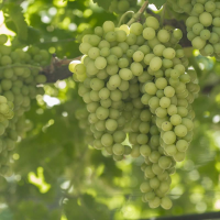 Sweet Globe Grape