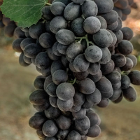 Candy Dreams Grape