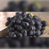 Midnight Beauty Grape