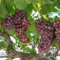 Candy Snaps Grape