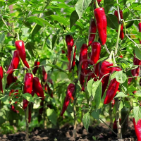 Ground Bell Pepper