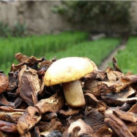 Dried Mushrooms