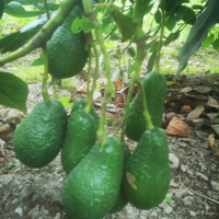 Hass Avocado