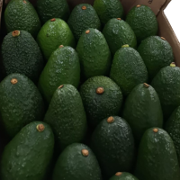 Hass Avocado
