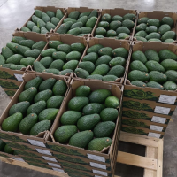 Hass Avocado