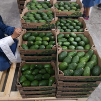 Hass Avocado