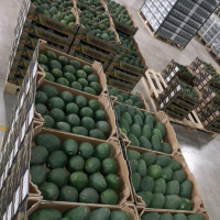 Hass Avocado