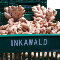 Fresh Organic Ginger 