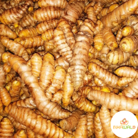 Fresh Organic Turmeric Root for Sale
