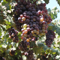 Grape pisquera Cellar Don Luis