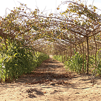Vineyard Cellar Don Luis