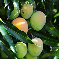 Mango harvesting