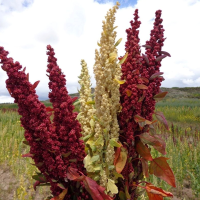 Red Quinoa, White Quinoa in the cultivation field.