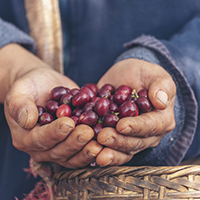 Coffee fruits
