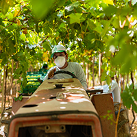 Inka Selecet Fruit Team