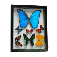 Real Butterflies with Morpho - Frame Handmade 