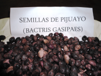 Seeds of pejibaye (bactris Gassipaes