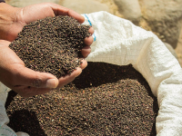 Black quinoa