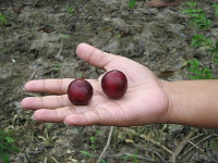 Camu camu fruit in Peruvian hands