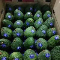 Avocado