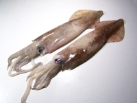 Frozen Squid Whole Round, Large 7cm - Up
