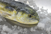 Whole Round Mahi Mahi Gutted