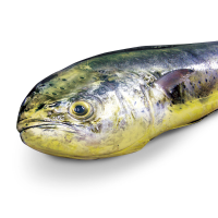 Whole Round Mahi Mahi Gutted