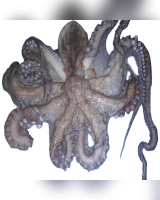 Frozen Octopus Whole Round Gutted 1kg Up