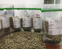 Specialty Green Coffee