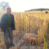 Collecting of quinoa panicles