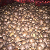 Sacha Inchi Seed