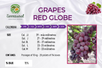 Grape Red Globe