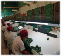 Avocado packing