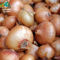 Onion