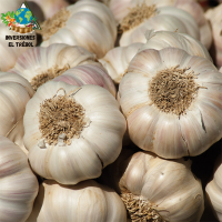 Fresh Garlic