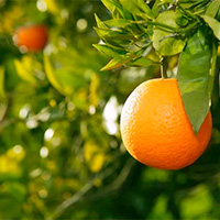 Ripe orange