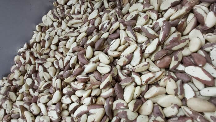 Brazil nuts / Amazonian Nuts / Shelled Brazil Nuts Video sign