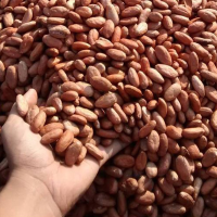 Organic Cacao Beans, 20Kg DFP