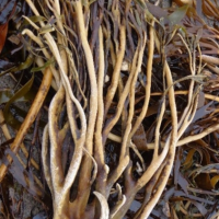 Lessonia Trabeculata before being processed