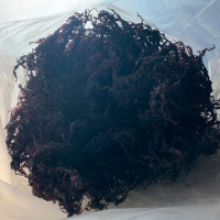 Chondracanthus Chamissoi Dried by Kilo - Algas Marinas Peruvian