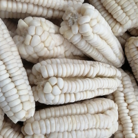 Corn