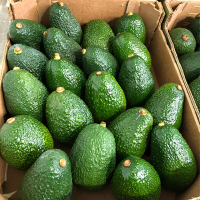 Avocado
