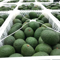 Avocado
