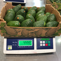 Avocado