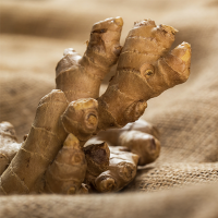 GINGER