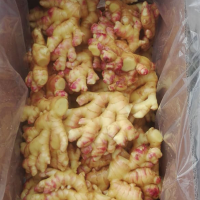 GINGER