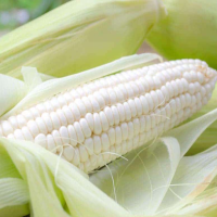 Frozen Corn Kernels
