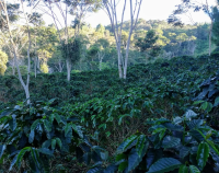 Coffee growing field