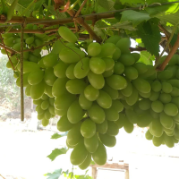 Grapes 