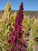Quinoa Tree